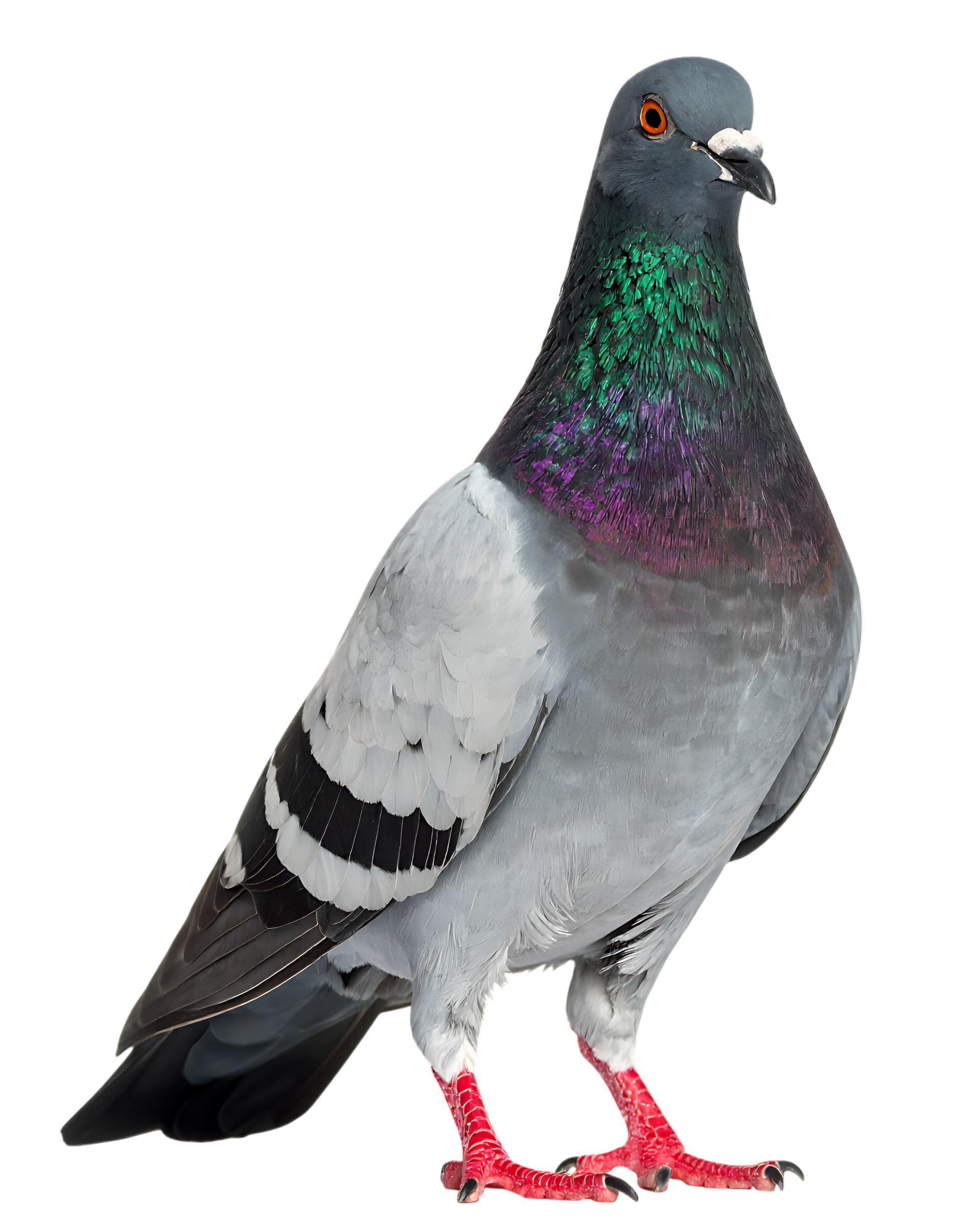 Pigeon au cou aux reflets irisés, au corps gris, aux pattes rouges et aux rayures noires sur les ailes.