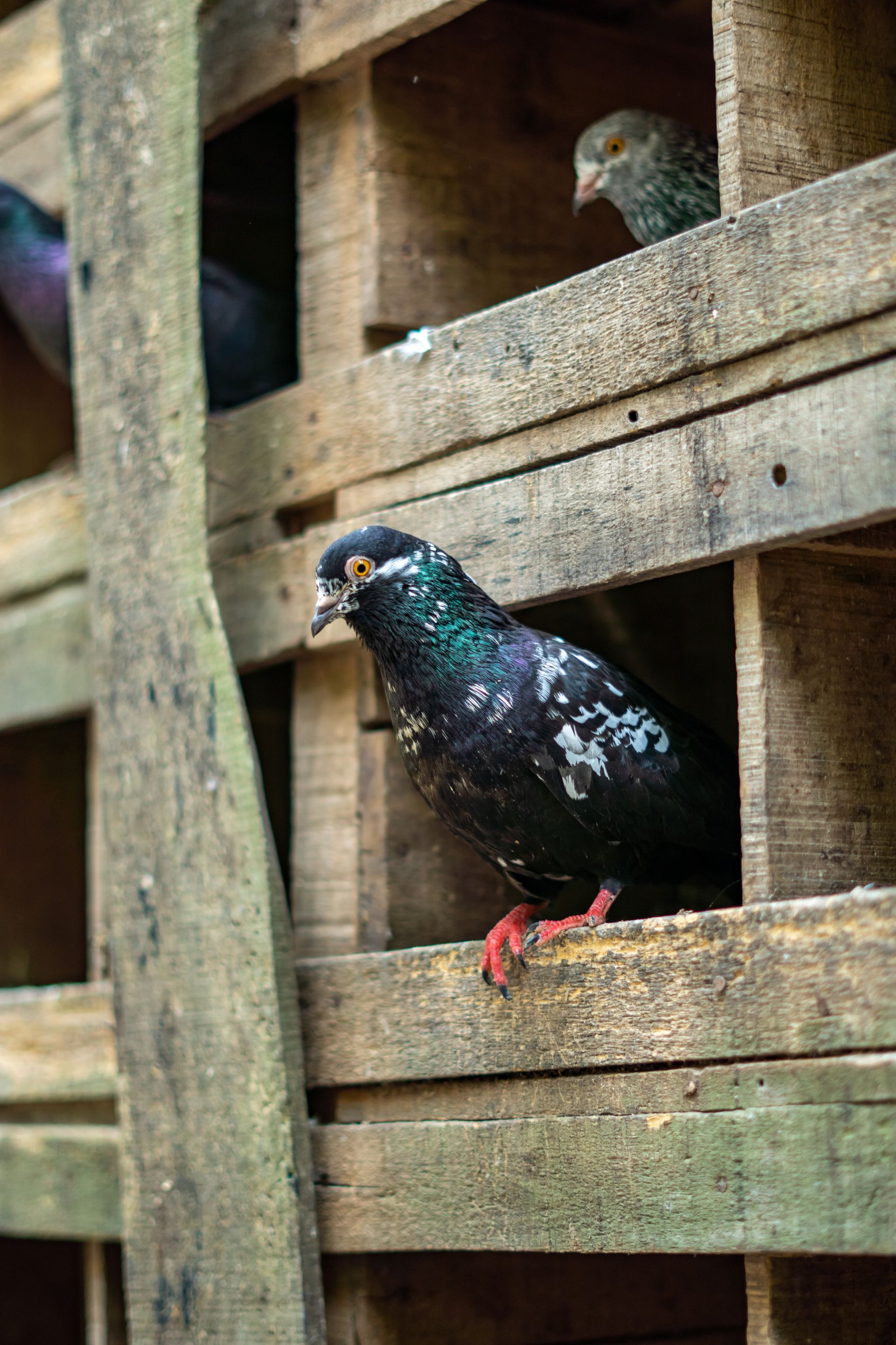 Des pigeons perchés dans des nichoirs en bois.