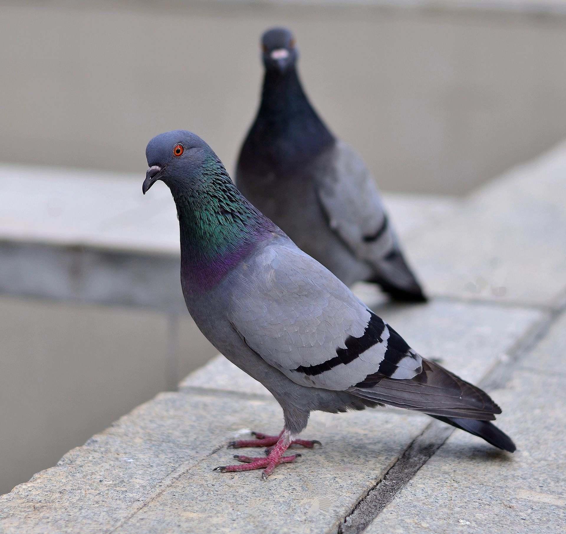 Deux pigeons perchés sur un rebord de pierre. L'un au premier plan, plumage gris et cou irisé, l'autre à l'arrière-plan.