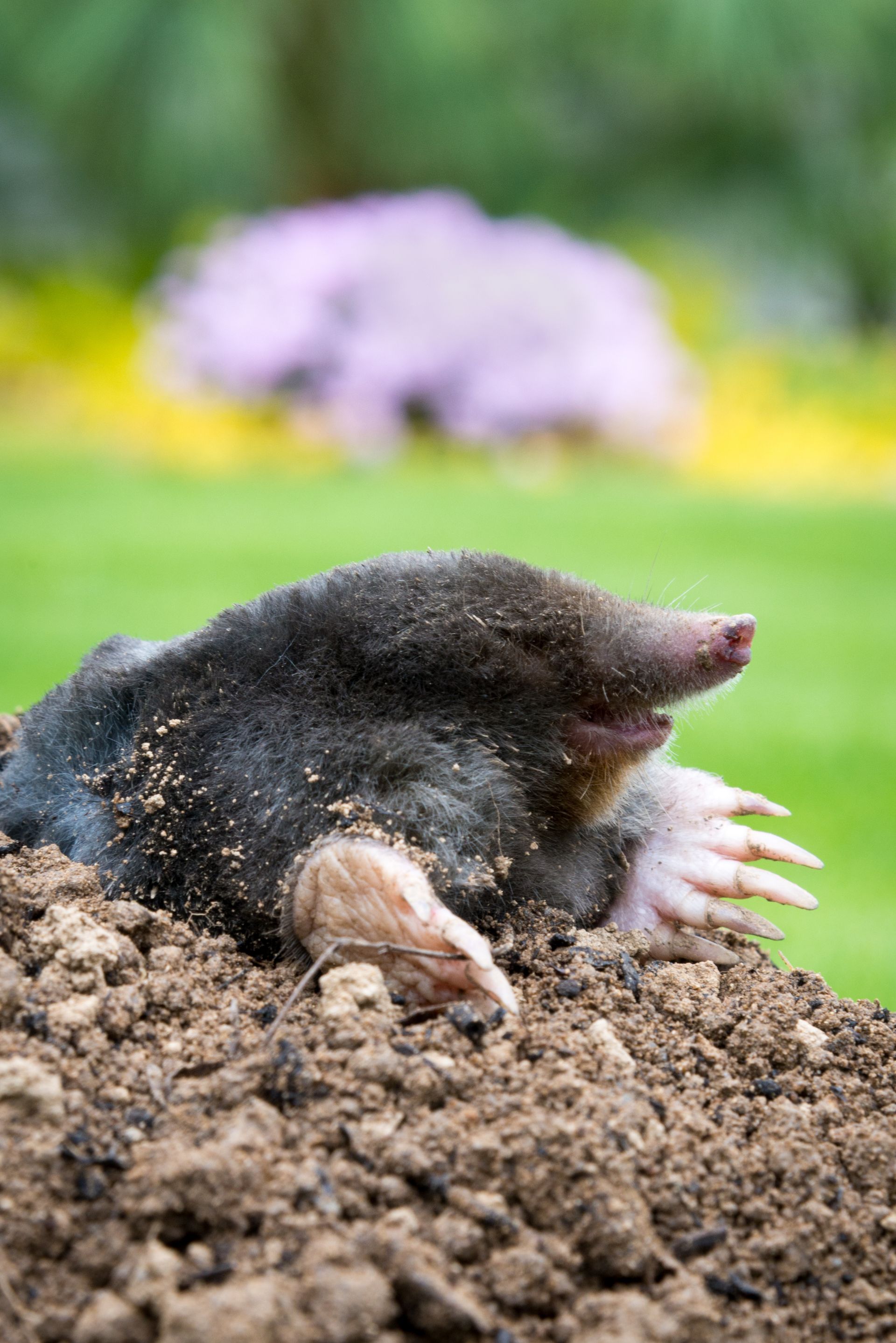 Taupe sortant d'un tas de terre, nez rose, grandes griffes, fond d'herbe verte.