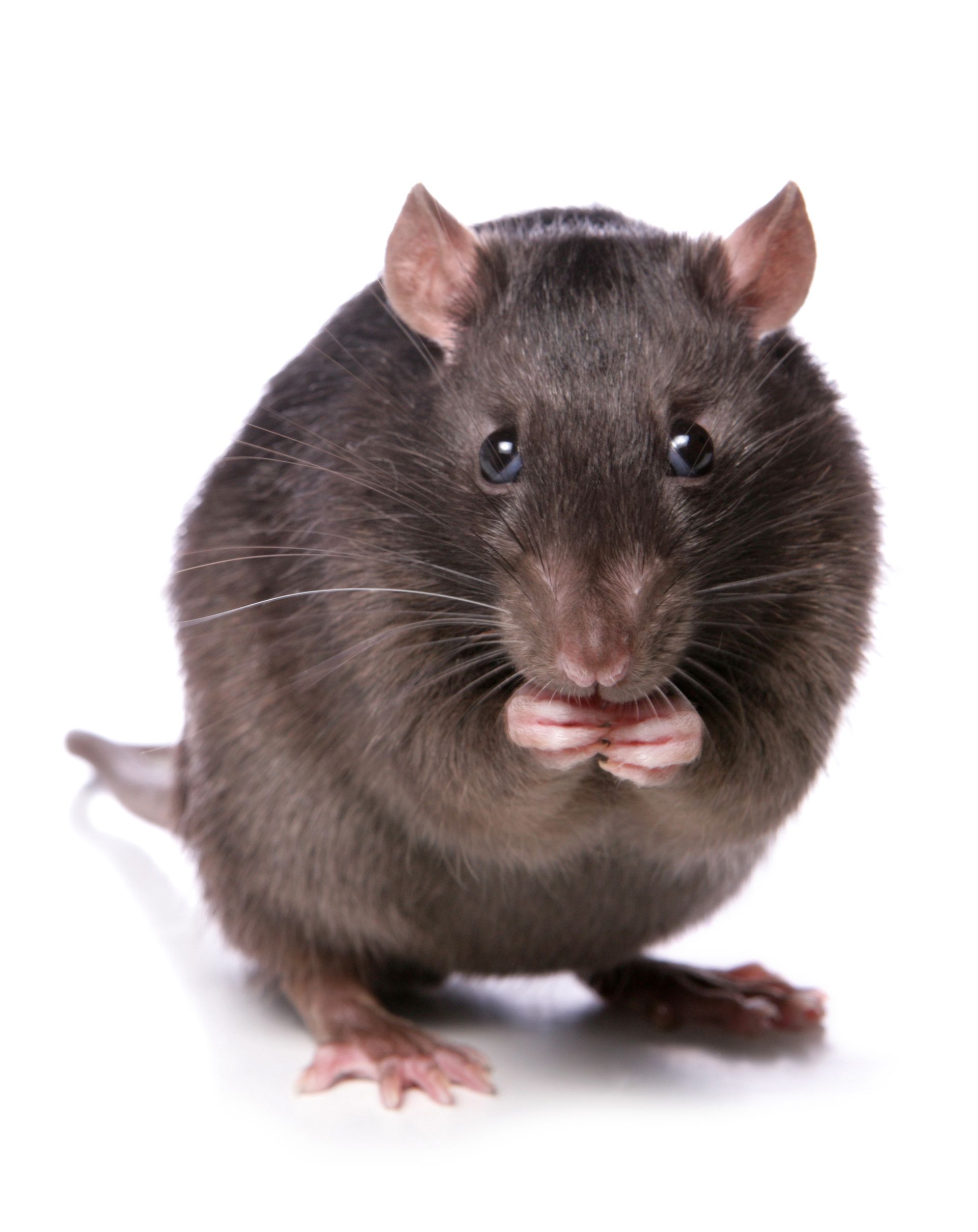 Un rat gris foncé, les pattes levées, regarde le spectateur sur fond blanc.