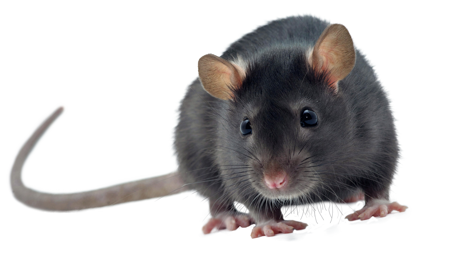 Rat noir au nez rose et aux grandes oreilles sur fond blanc.