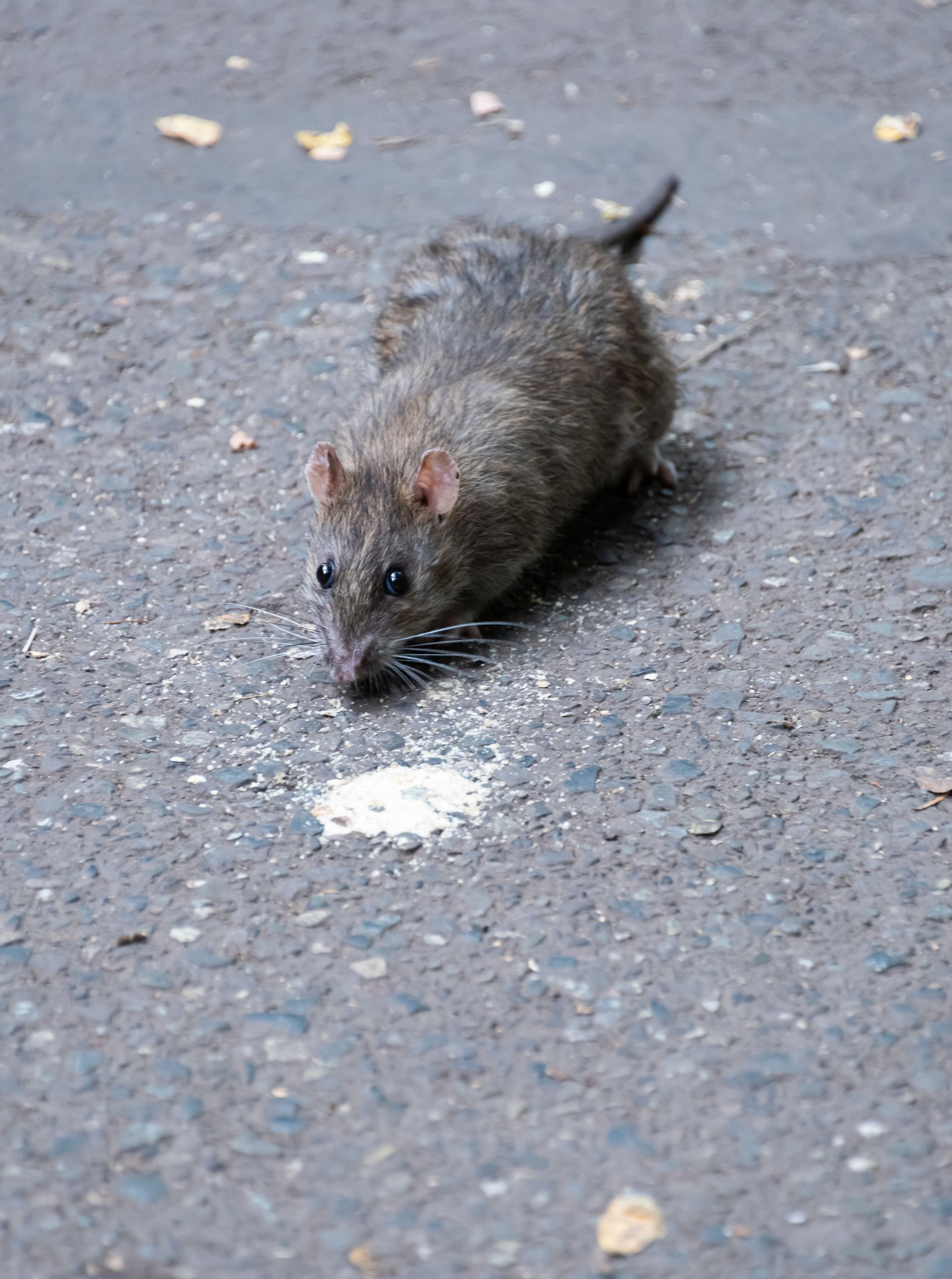 Un rat brun sur le trottoir avec un petit tas de nourriture blanche.