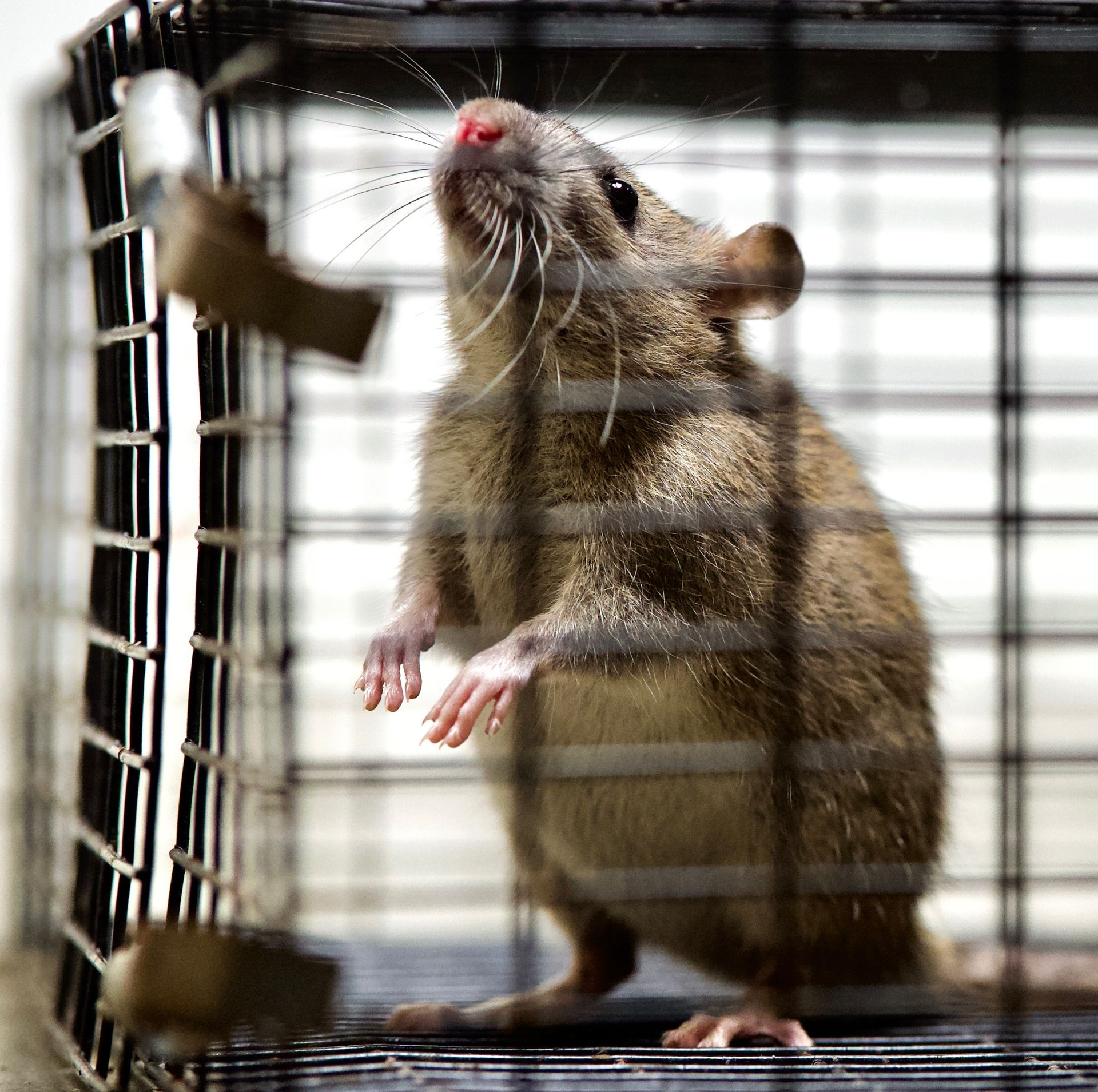 Un rat brun dans une cage métallique, regardant vers le haut, les pattes posées au sol.