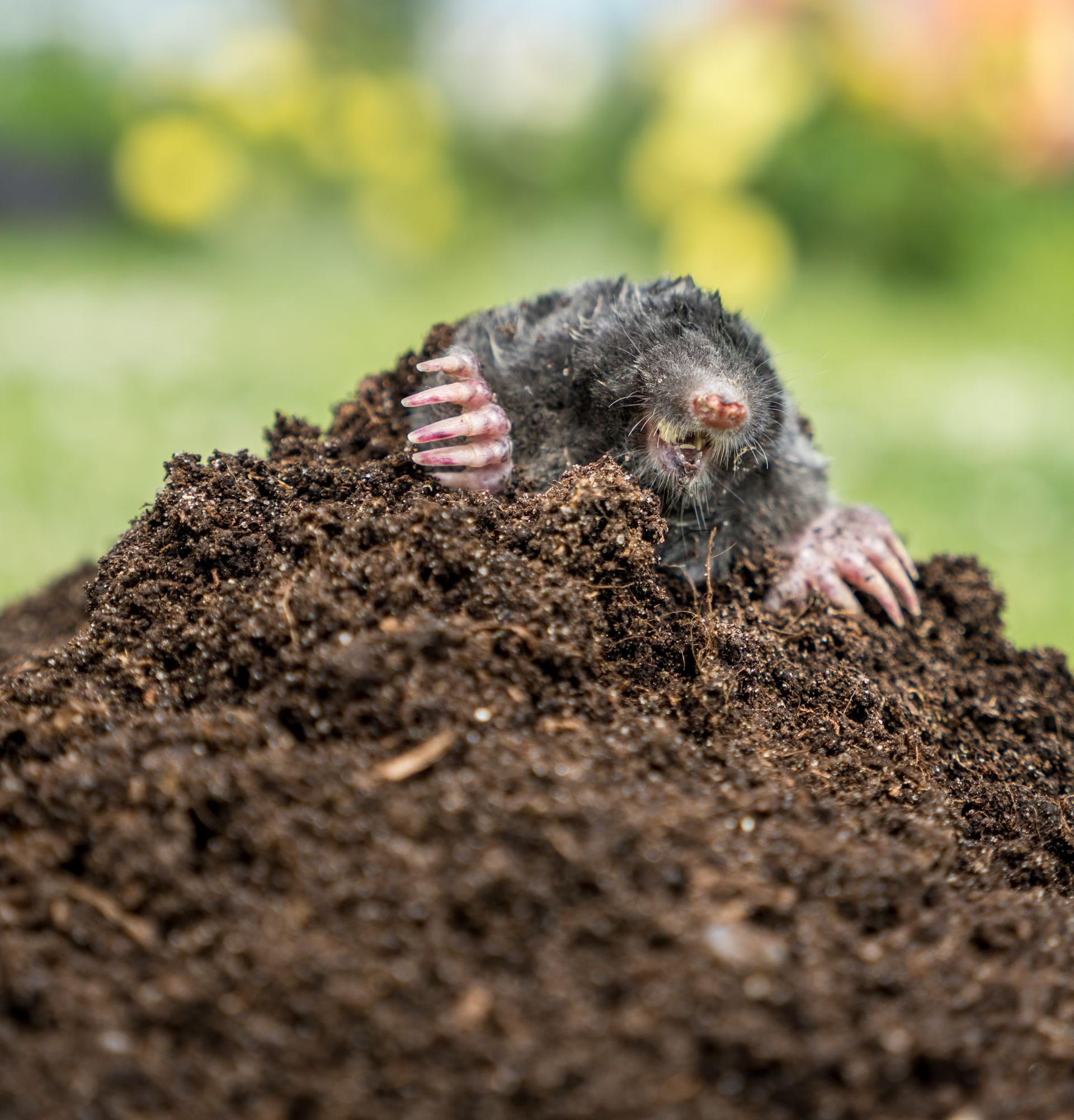 Taupe sortant d'un tas de terre brun foncé, pattes roses visibles.