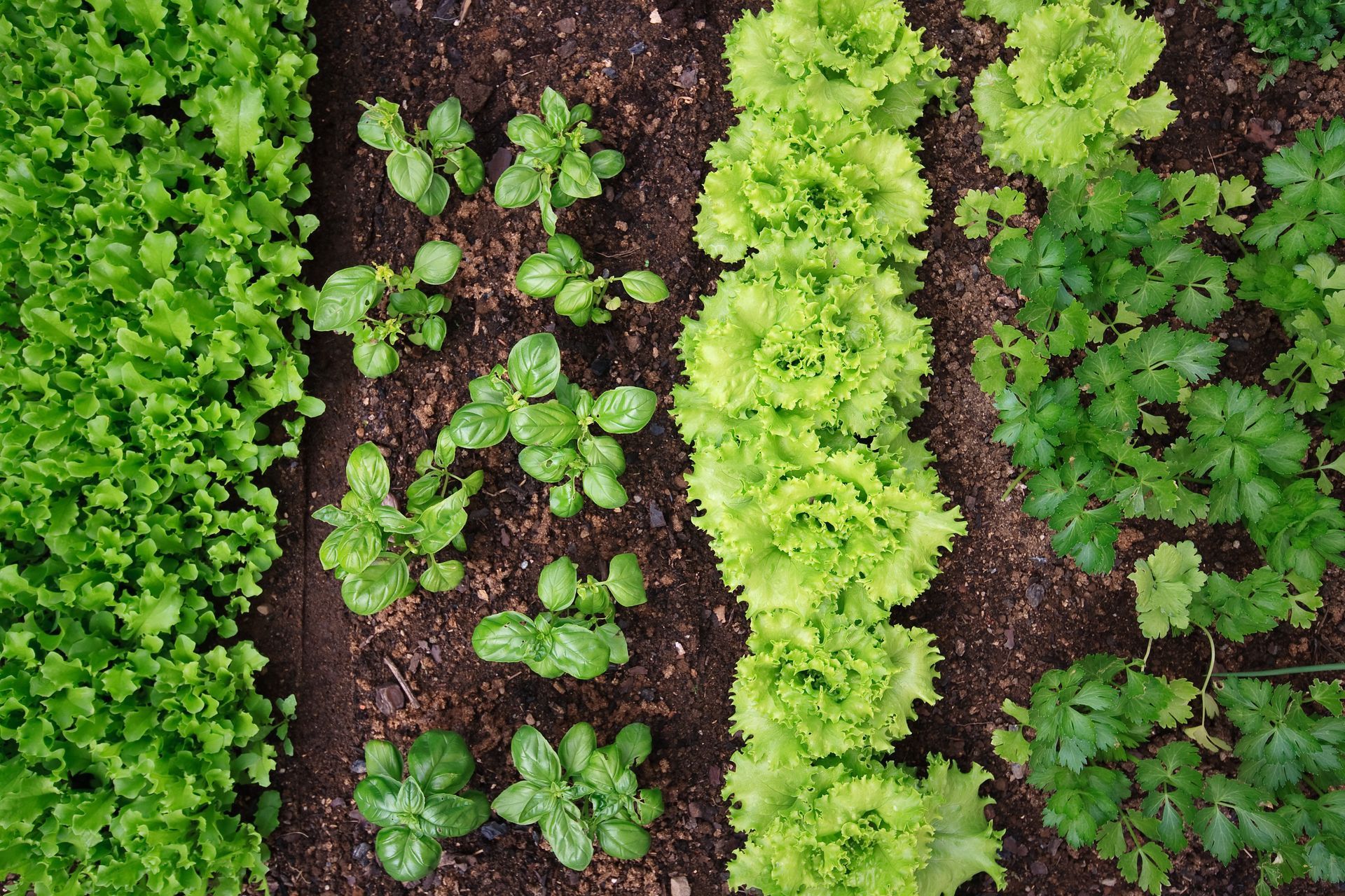 Rangées de légumes et feuilles verts variés cultivés dans un parterre : laitue, basilic et persil.