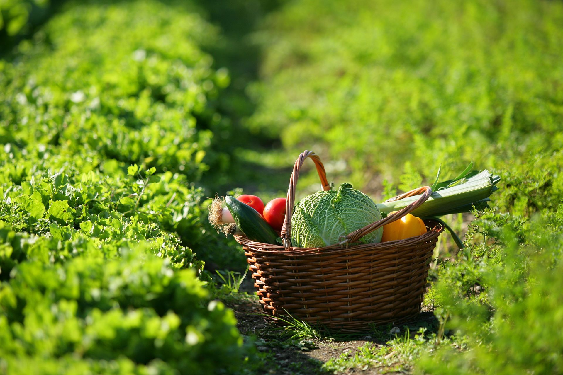 Panier de légumes sur une allée de jardin, entouré de plantes vertes.