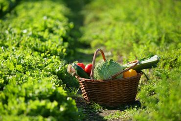 Panier de légumes sur une allée de jardin, entouré de plantes vertes.