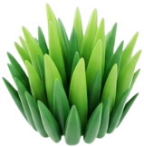 Des végétaux pointus verts et vert clair.