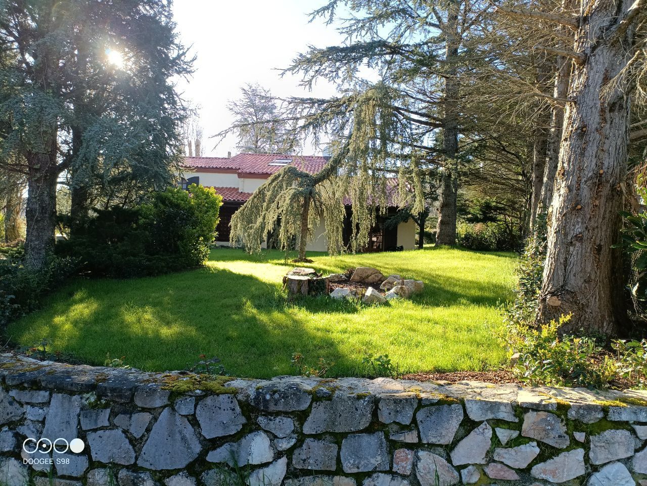 Cour verdoyante avec maison et arbre pleureur derrière un mur de pierre. Lumière du soleil.