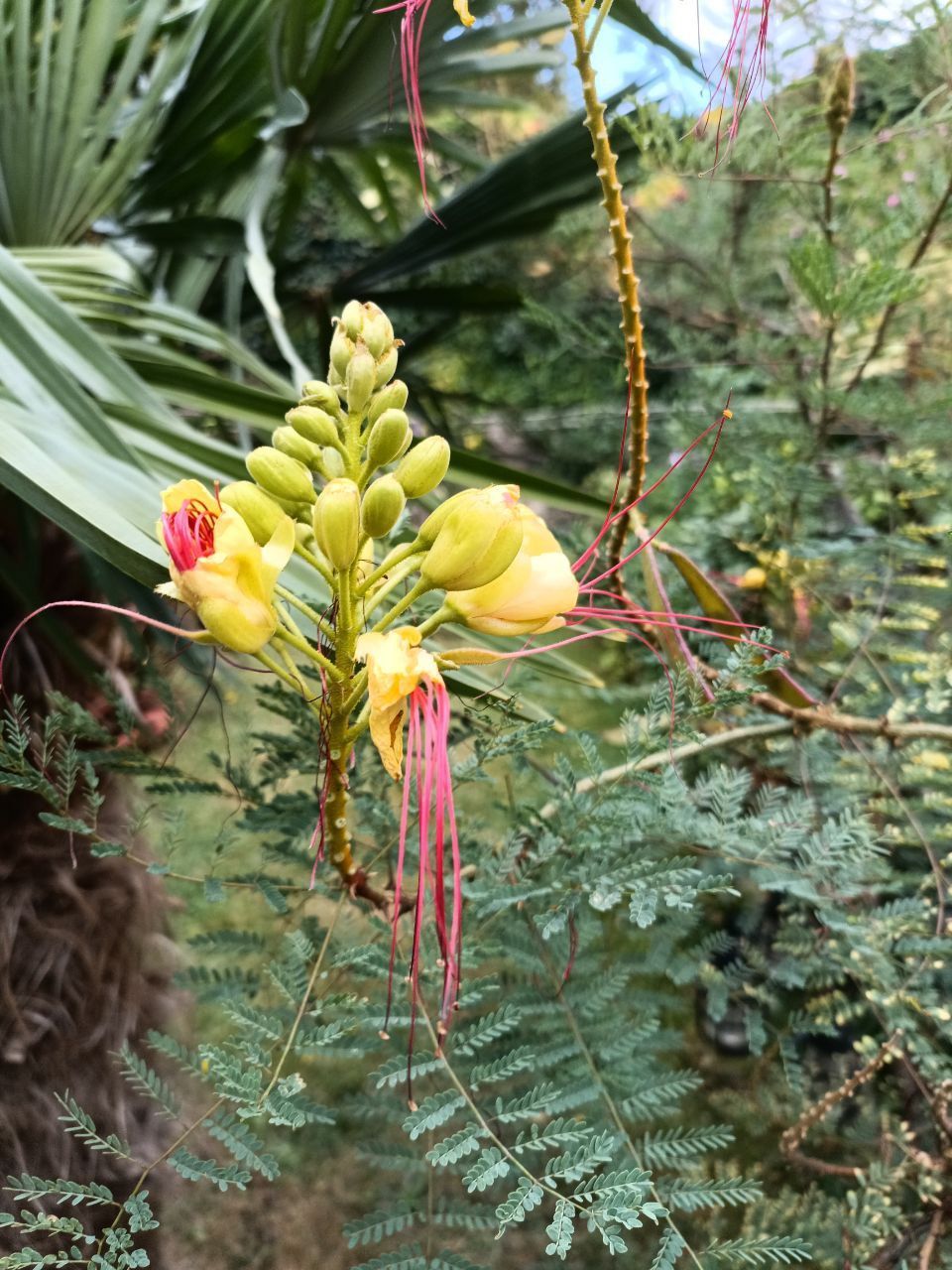 Fleur d'oiseau de paradis jaune et rouge aux longues étamines rouges, sur fond vert.