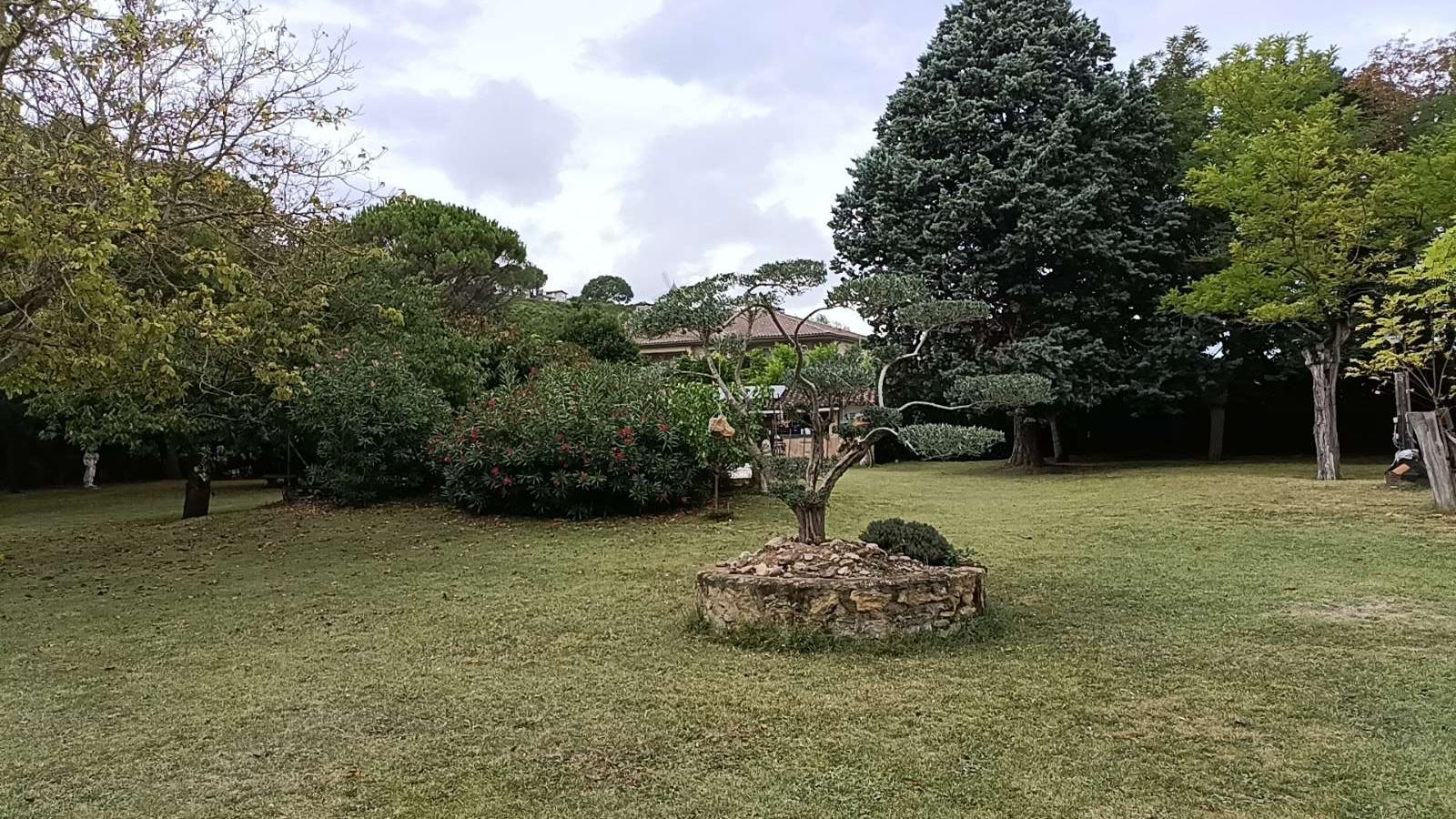 Pelouse avec un petit arbre dans un pot en pierre, entourée de divers arbres et arbustes. Une maison est visible à l'arrière-plan.