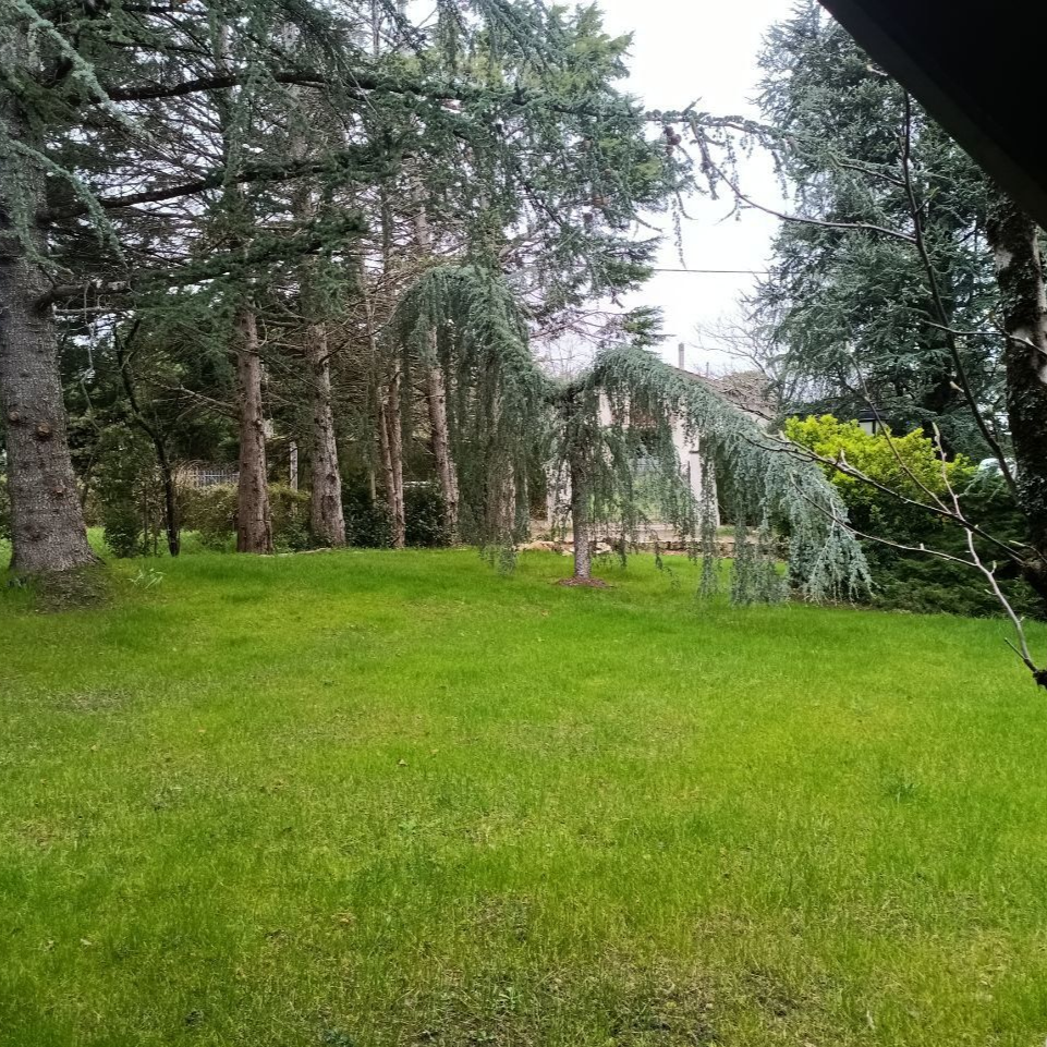 Gros plan sur de l'herbe d'un vert éclatant dans un jardin ensoleillé, arrière-plan flou d'arbres et de lumière.