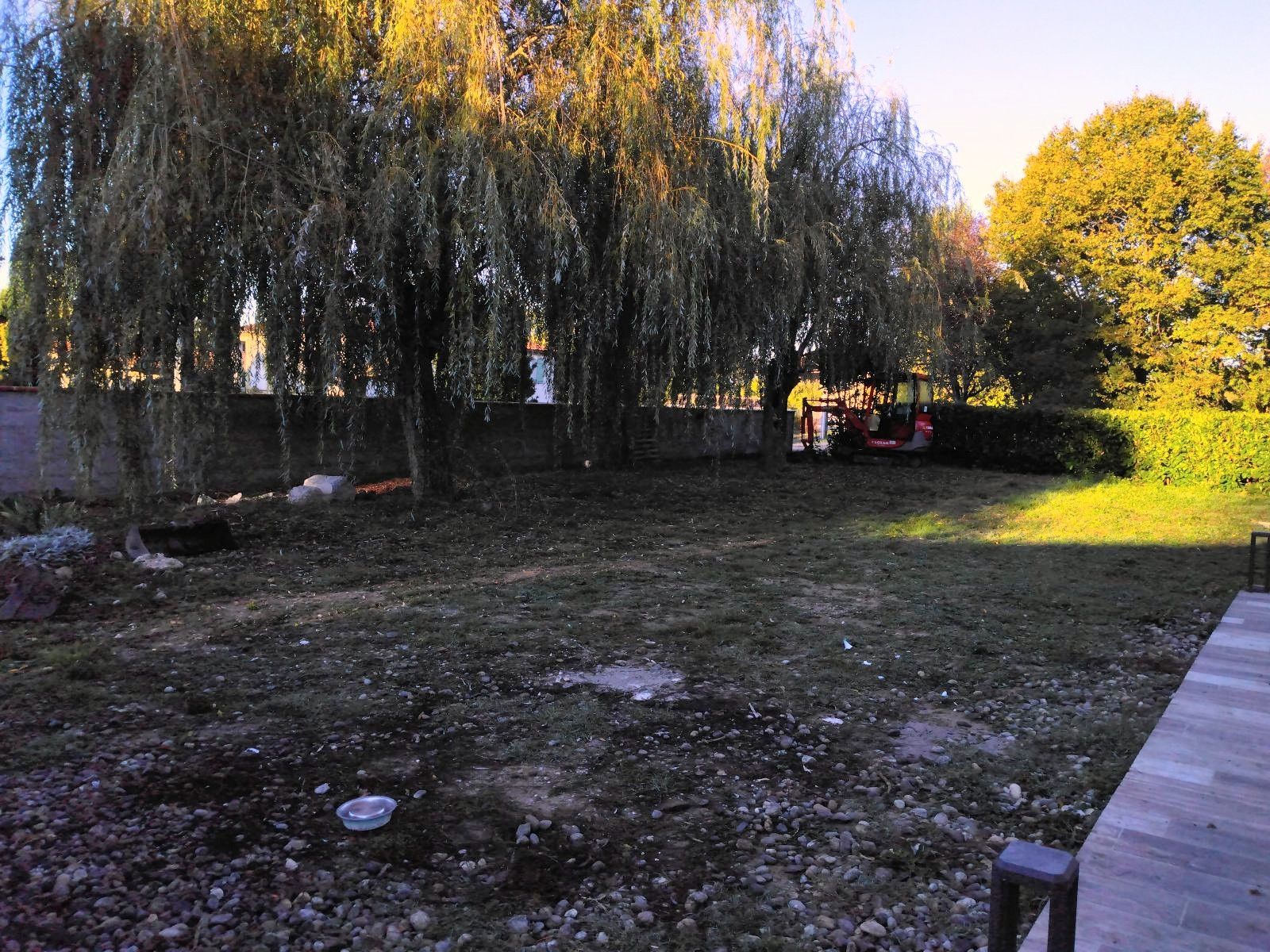 Un saule pleureur projette son ombre sur une pelouse. Une terrasse en bois et un mur apparaissent dans le cadre.