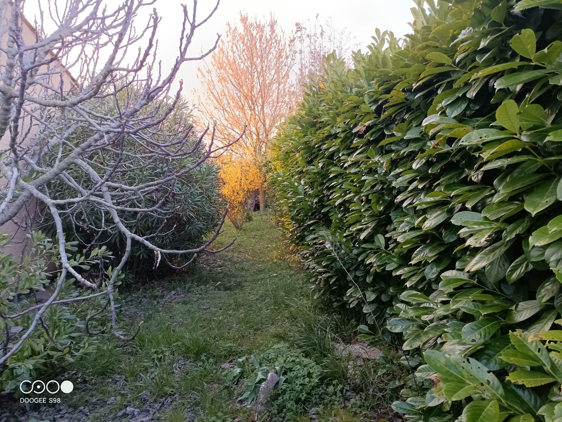 Allée herbeuse bordée de haies taillées, avec le soleil en arrière-plan.