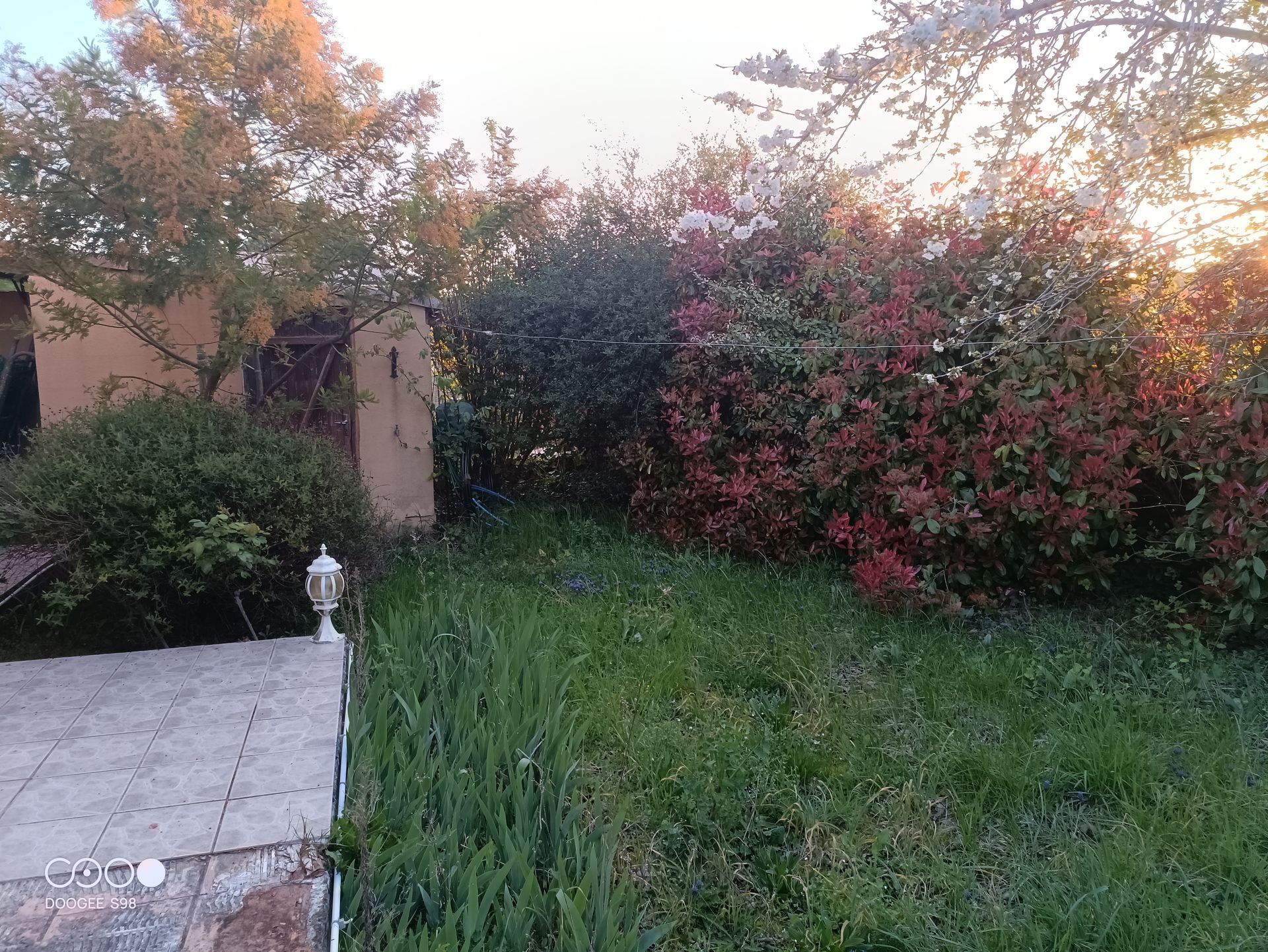 Cour herbeuse envahie par la végétation ; la lumière du soleil filtre à travers le feuillage.