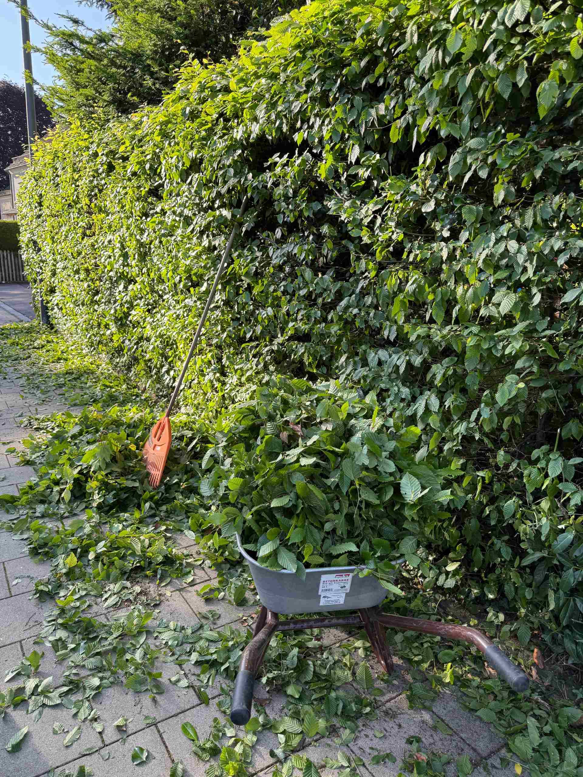 Frisch geschnittene Hecke und Sträucher