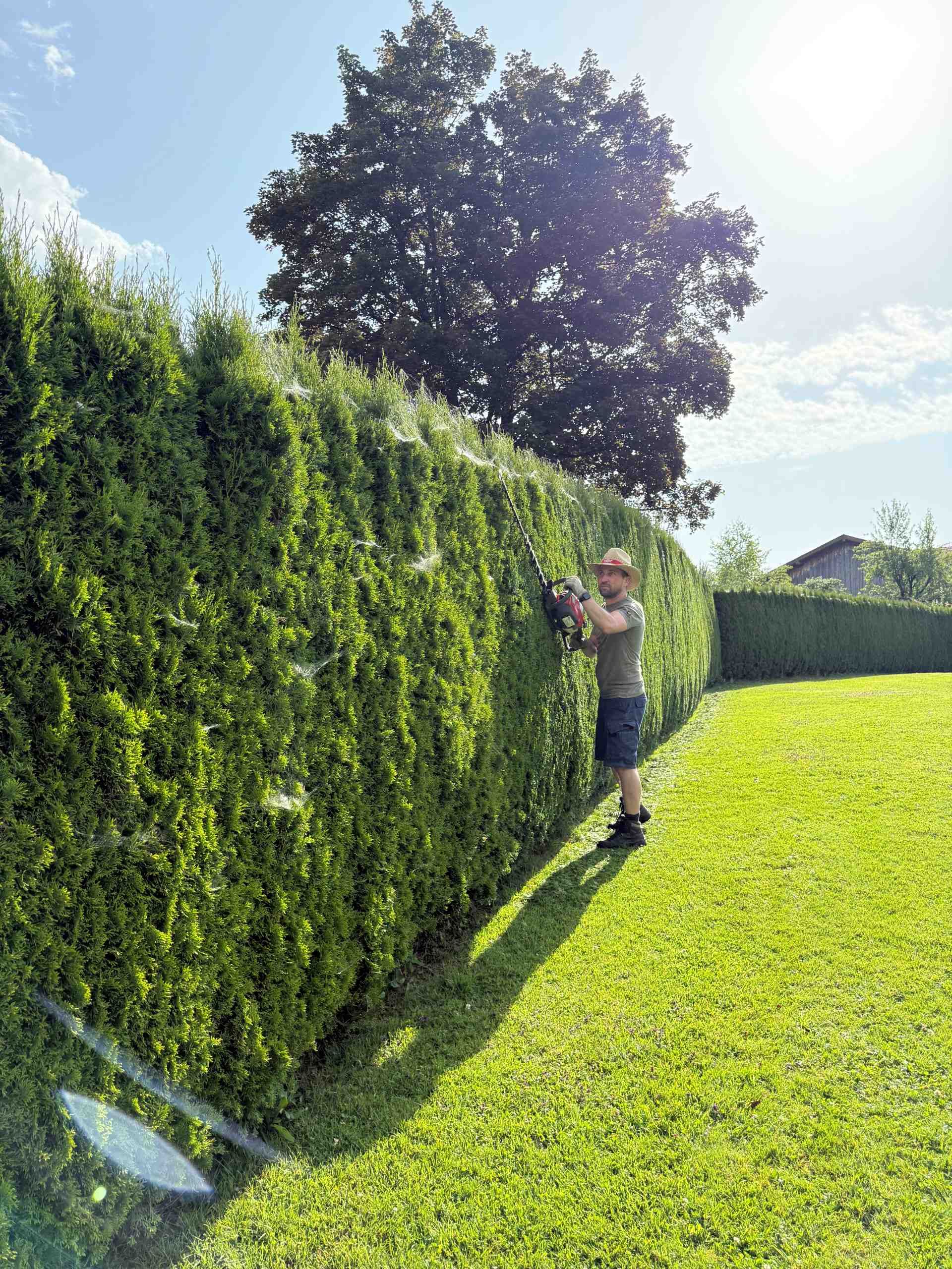 Sebastian Hauser hilft beim Heckenschneiden eines Gartens