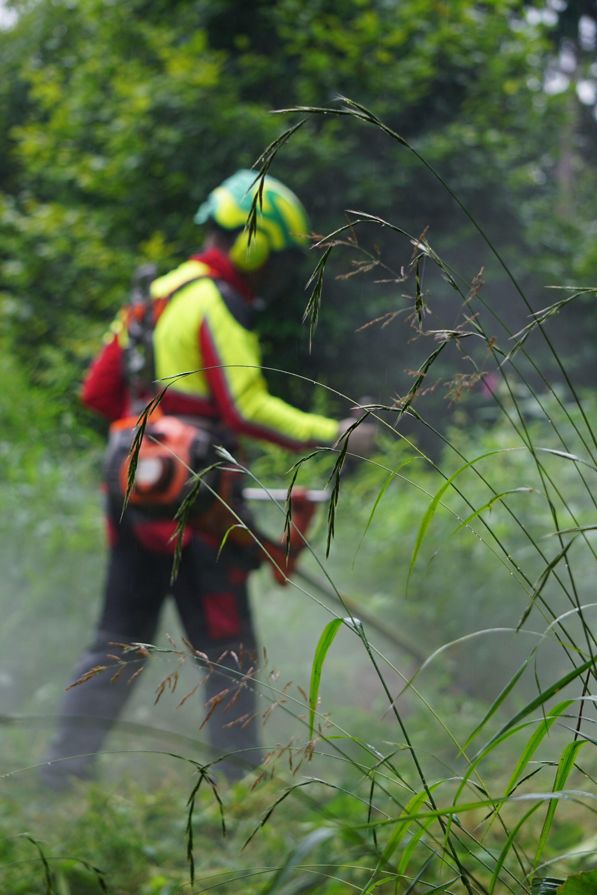 Sebastian Hauser hilft beim Freischneiden von zugewachsenen Grünflächen