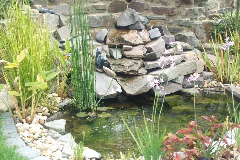 Ein Teich, umgeben von Felsen und Pflanzen mit einem Wasserfall im Hintergrund
