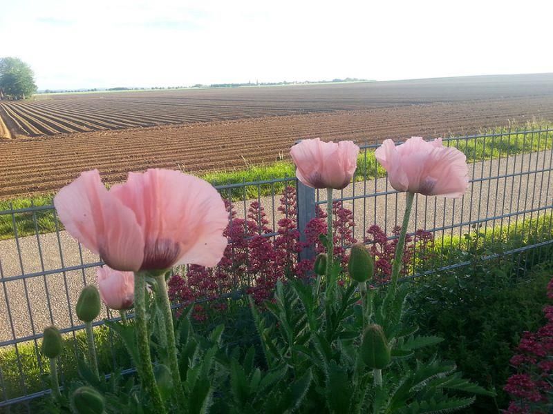 Rosa Blumen vor einem Zaun mit einem Feld im Hintergrund