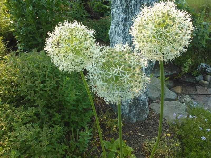 Drei weiße Blumen wachsen in einem Garten neben einem Baum