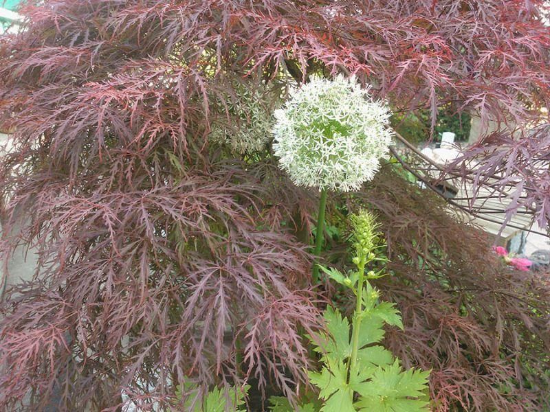 Ein Baum mit violetten Blättern und einer weißen Blüte