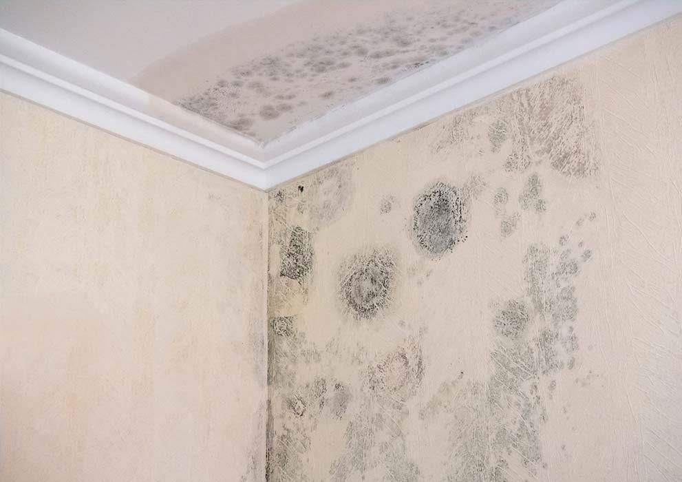 Eine Zimmerecke mit Schimmel an den Wänden und der Decke.