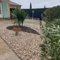 Arbre exotique devant une maison