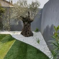 Un arbre dans un jardin