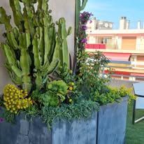 Plantation de cactus