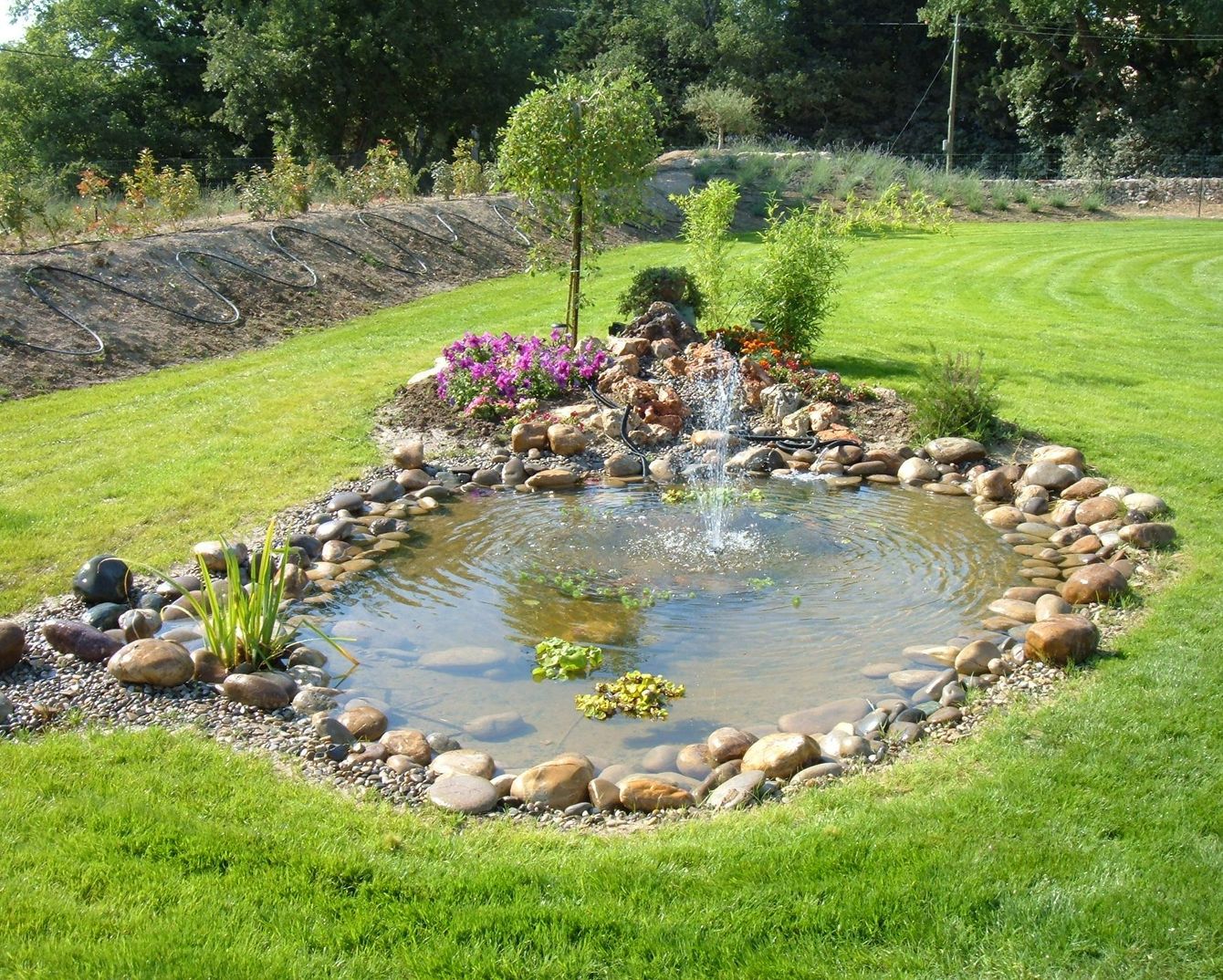 Bassin dans un jardin