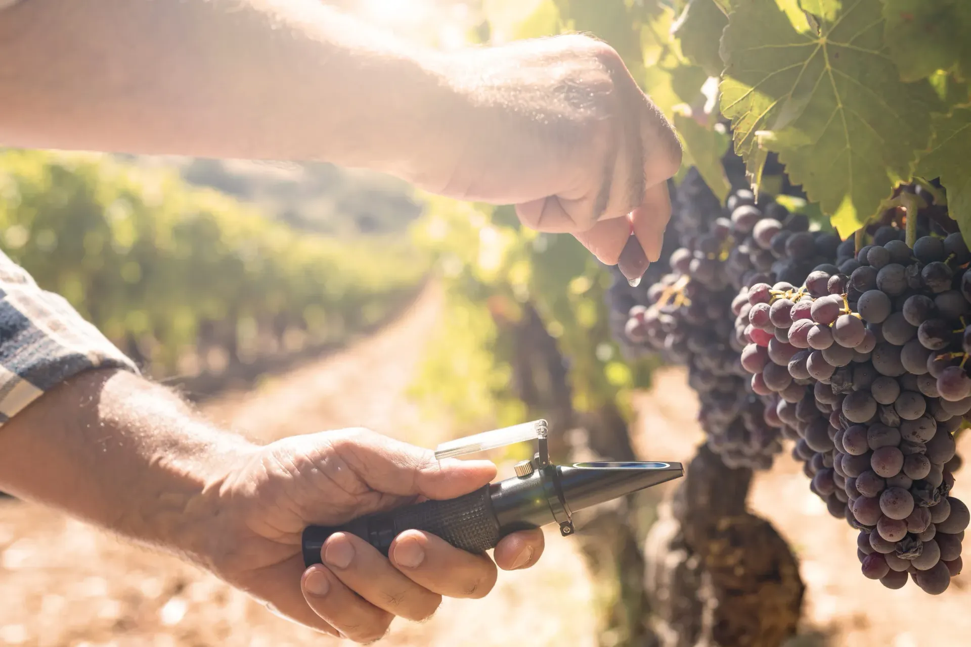 Una persona utiliza un refractómetro para comprobar el contenido de azúcar de uvas de color morado 