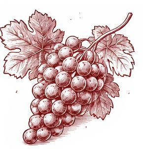 Un boceto detallado, monocromático y en tonos rojos, de un racimo de uvas colgando de una vid