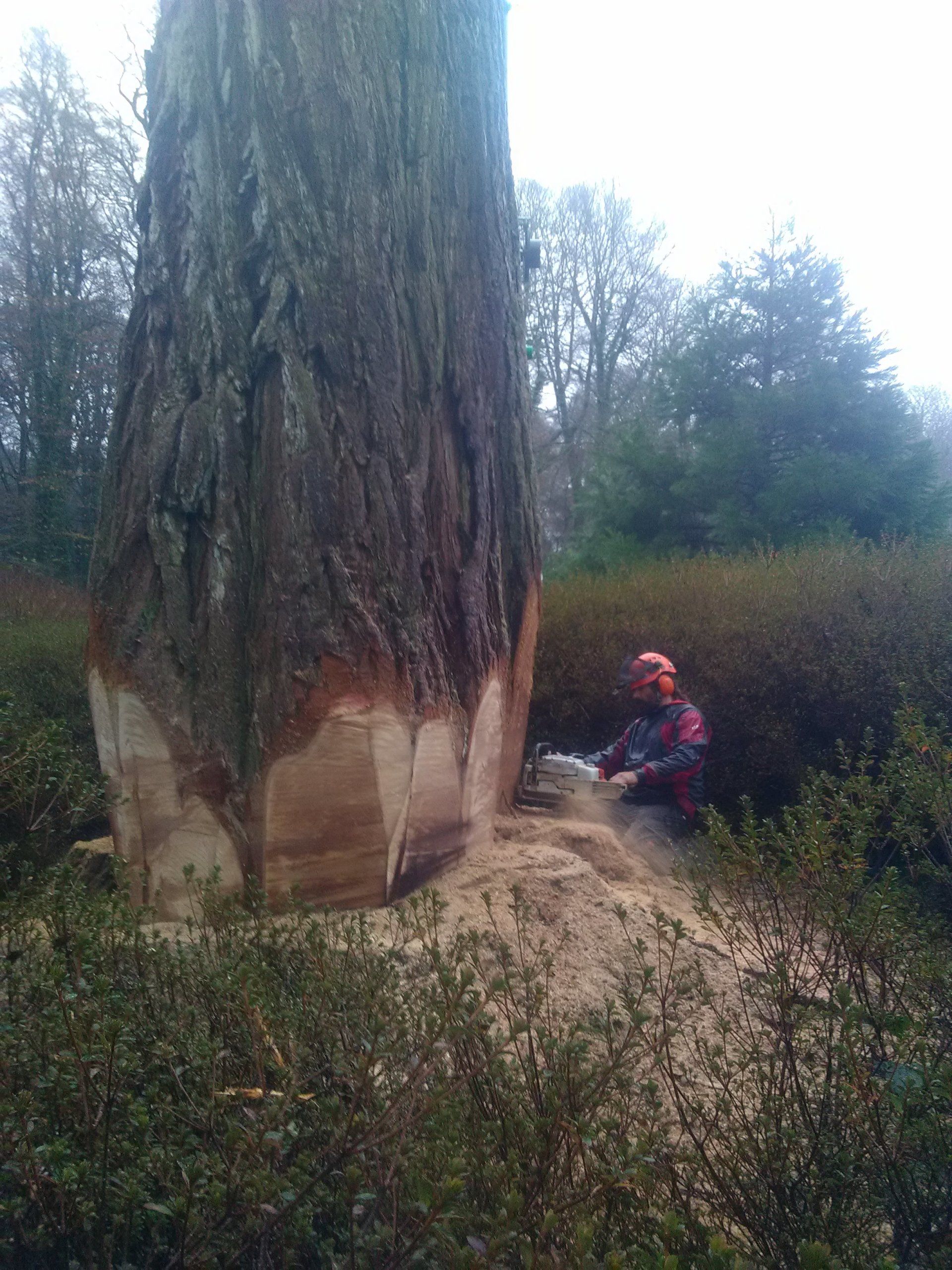 Abatteur Christophe Le Bigot