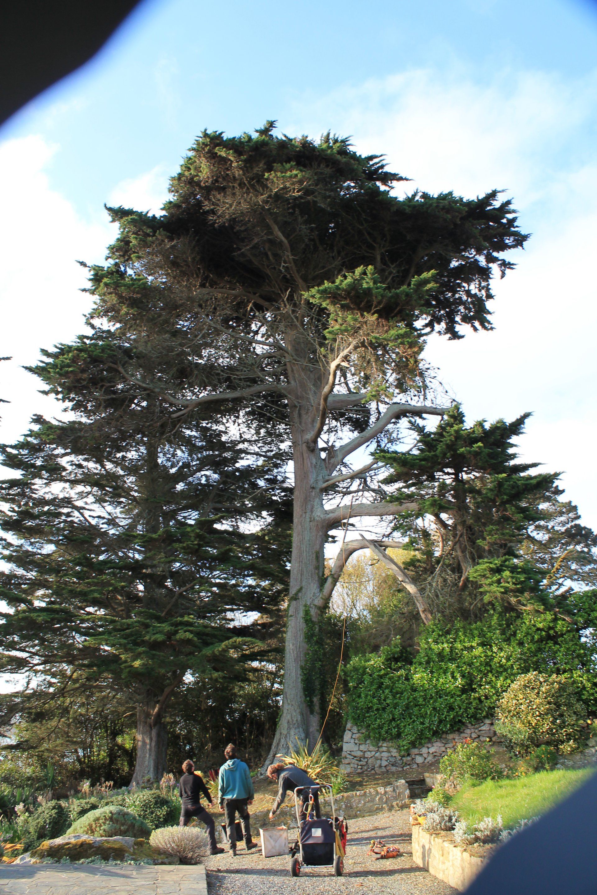 Grands arbres dans le Finistère