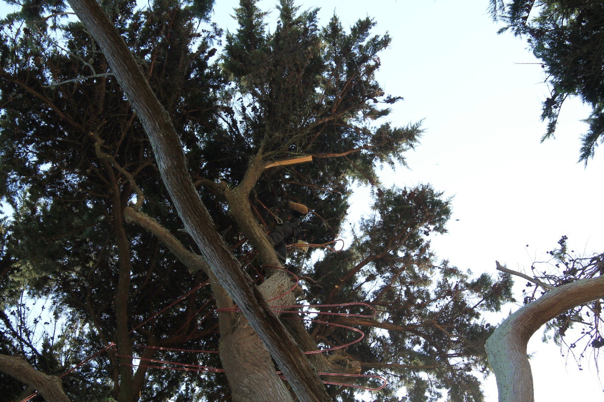 Spécialiste des grands arbres