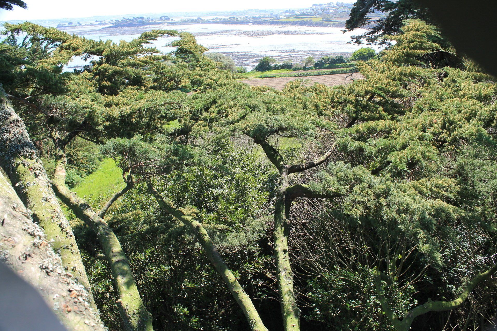 Intervention d'élagage