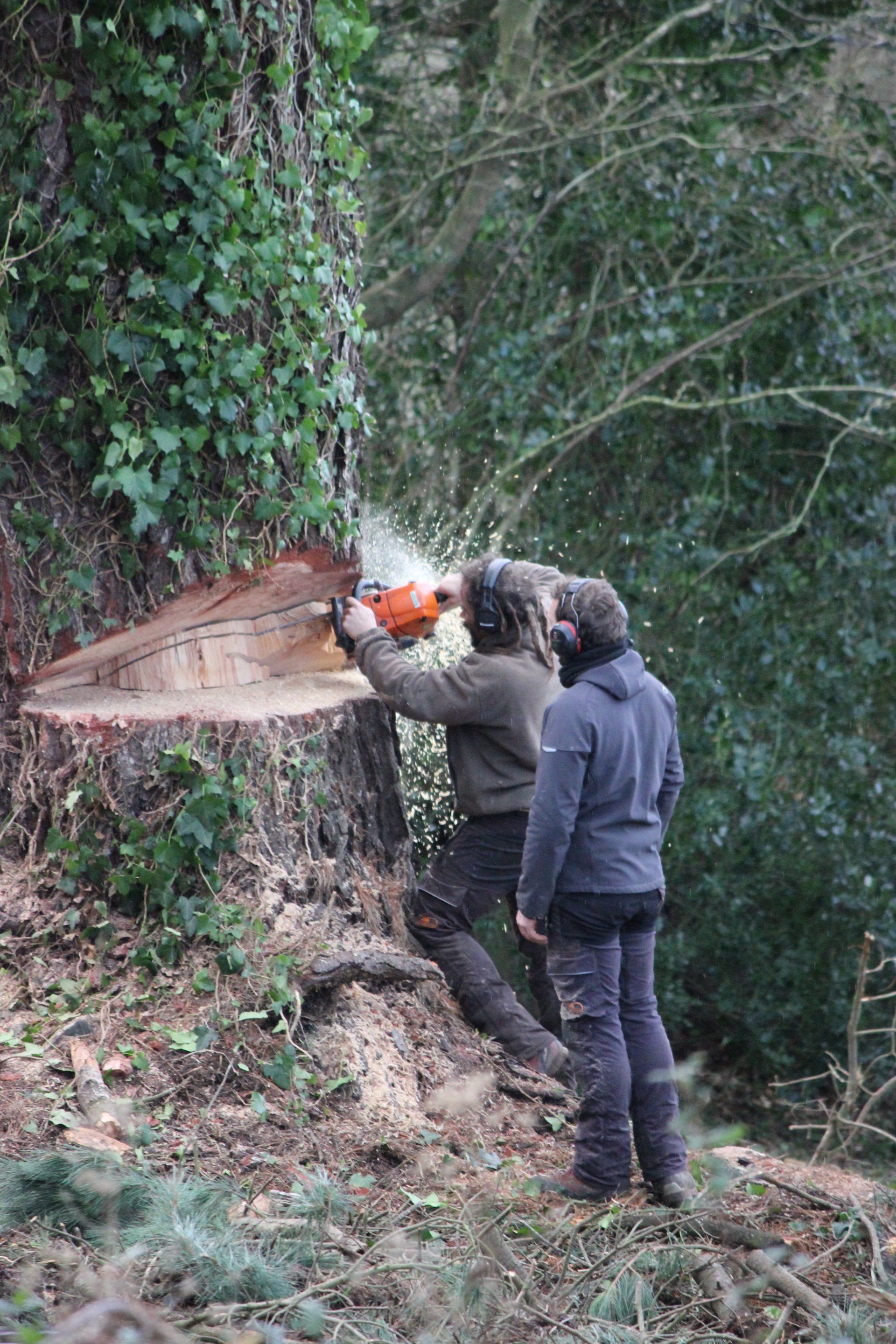 Abattage à Locmélar