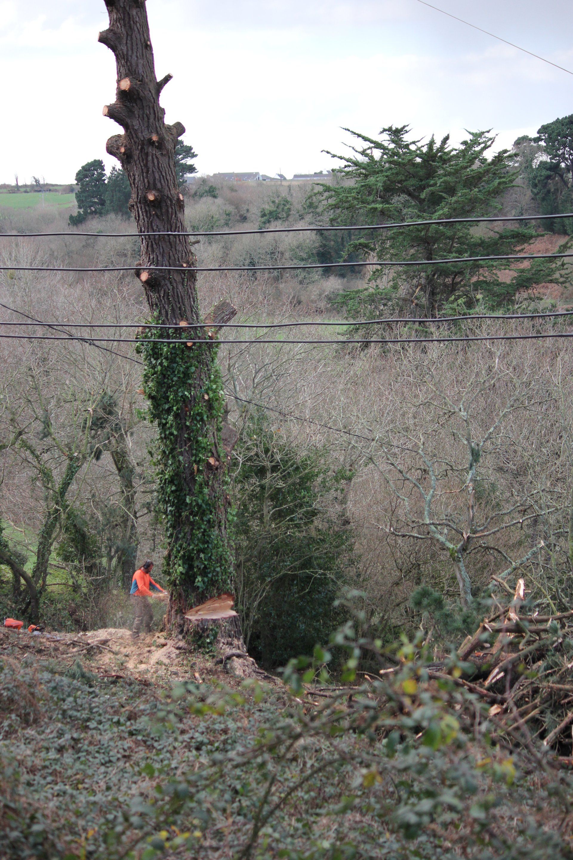 Devis gratuit par votre abatteur