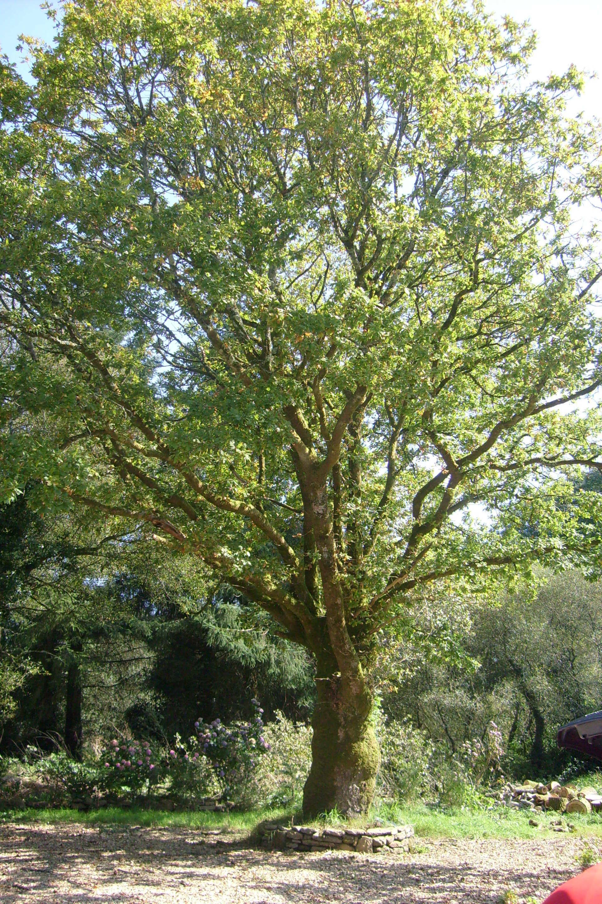 Diagnostics d'arbres