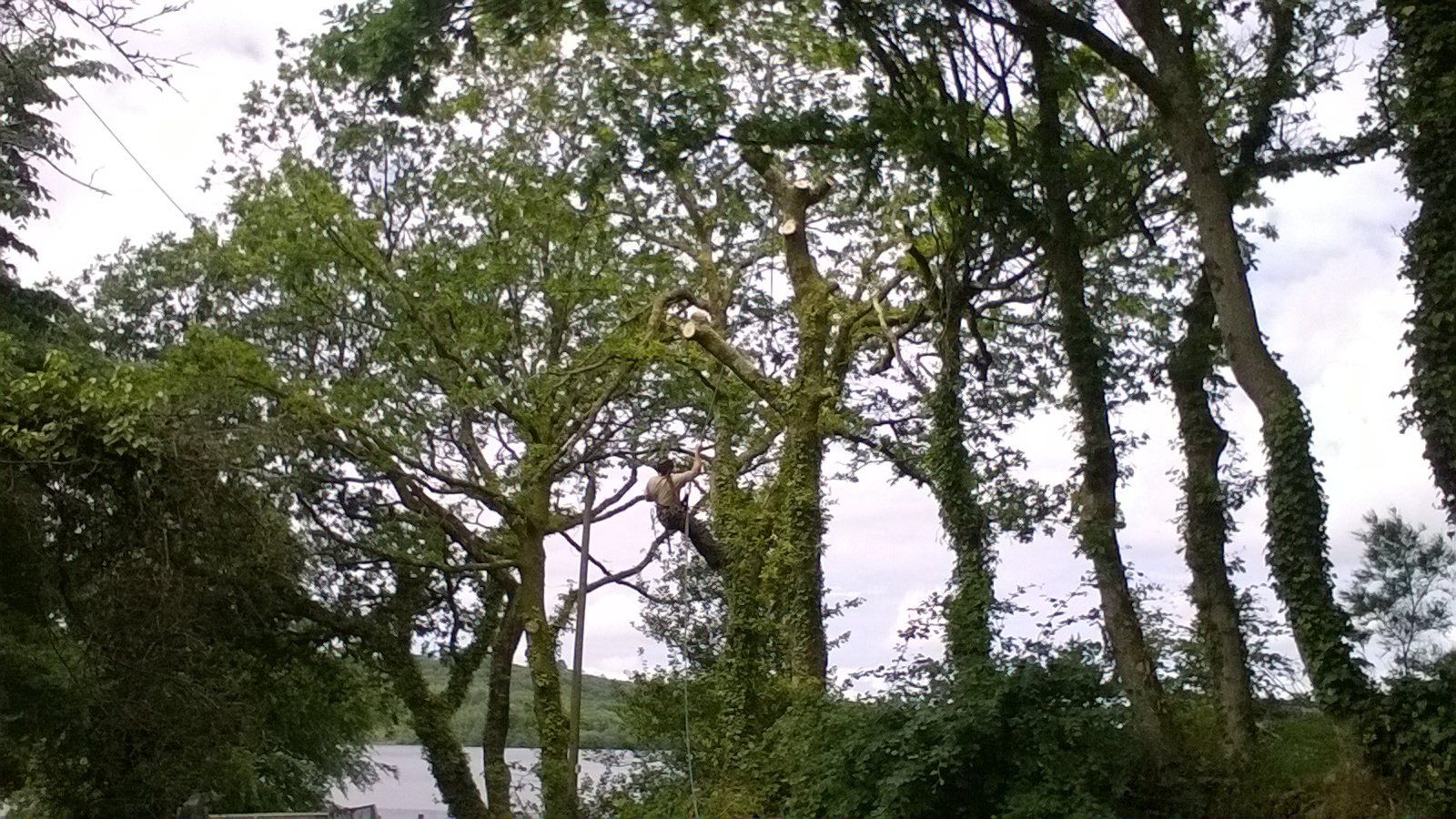 Abattage dans le Finistère