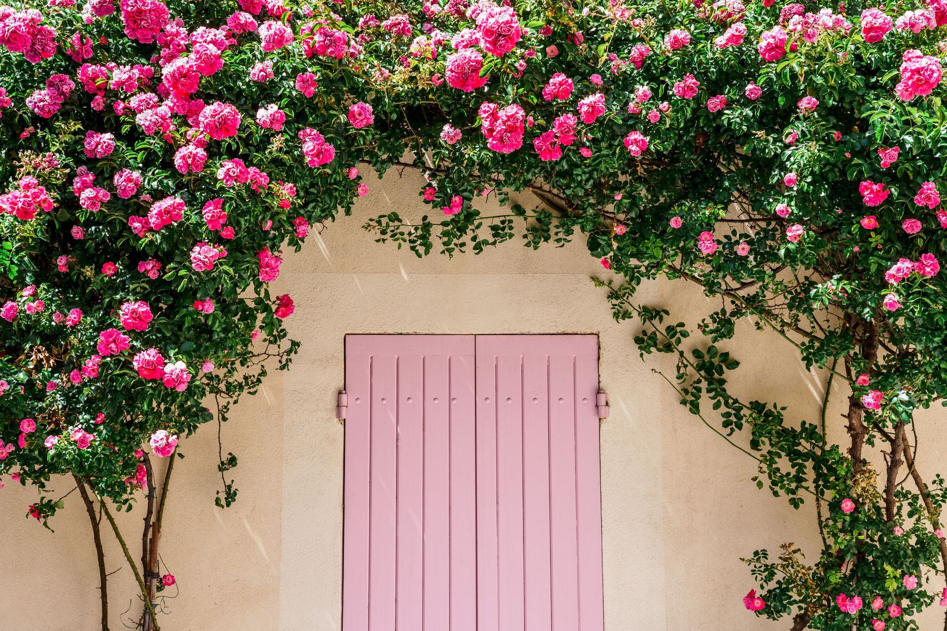 Des roses roses au-dessus d'une porte rose sur un mur en stuc crème.