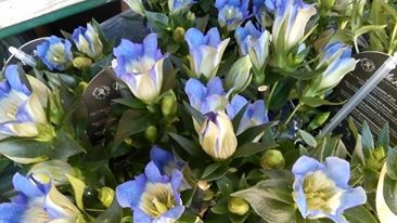 Vente de fleurs coupées - Floralie, fleuriste à Megève