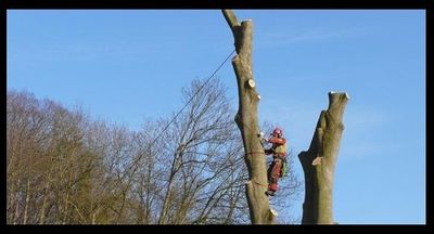 Abattage par démontage