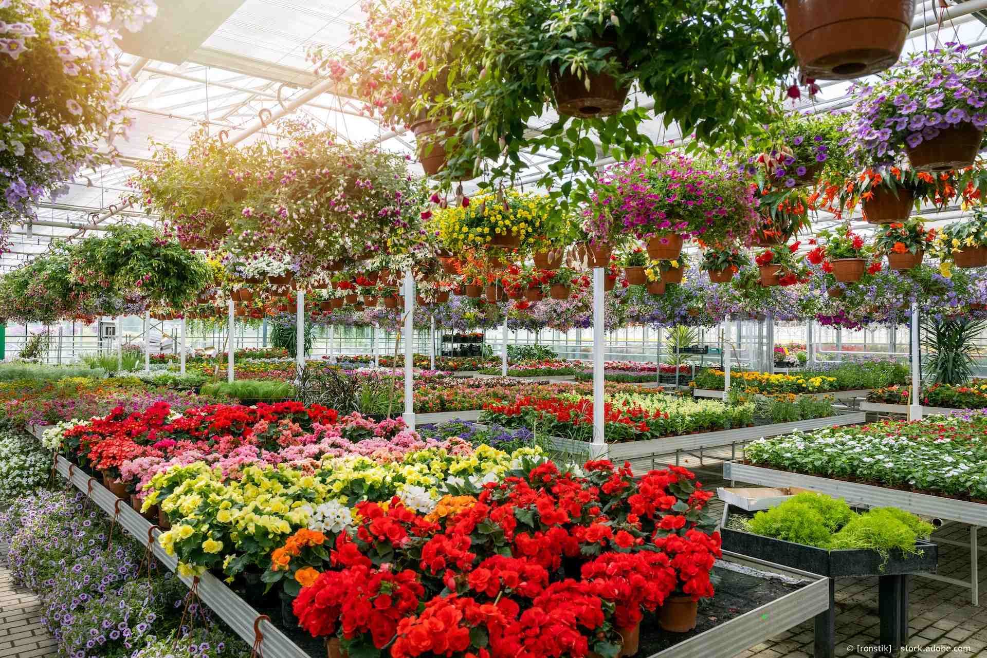 Gewächshaus voller bunter Topfblumen und Hängeampeln.