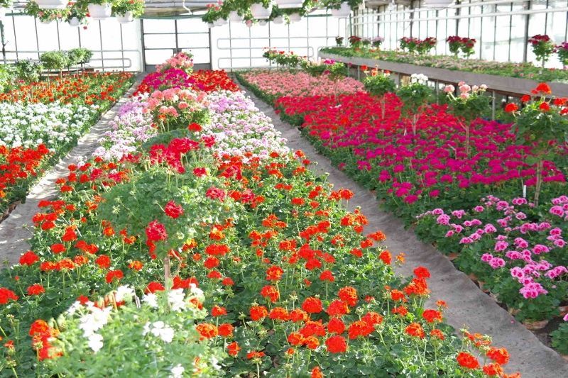 Reihen von farbenprächtigen Geranien blühen in einem Gewächshaus.