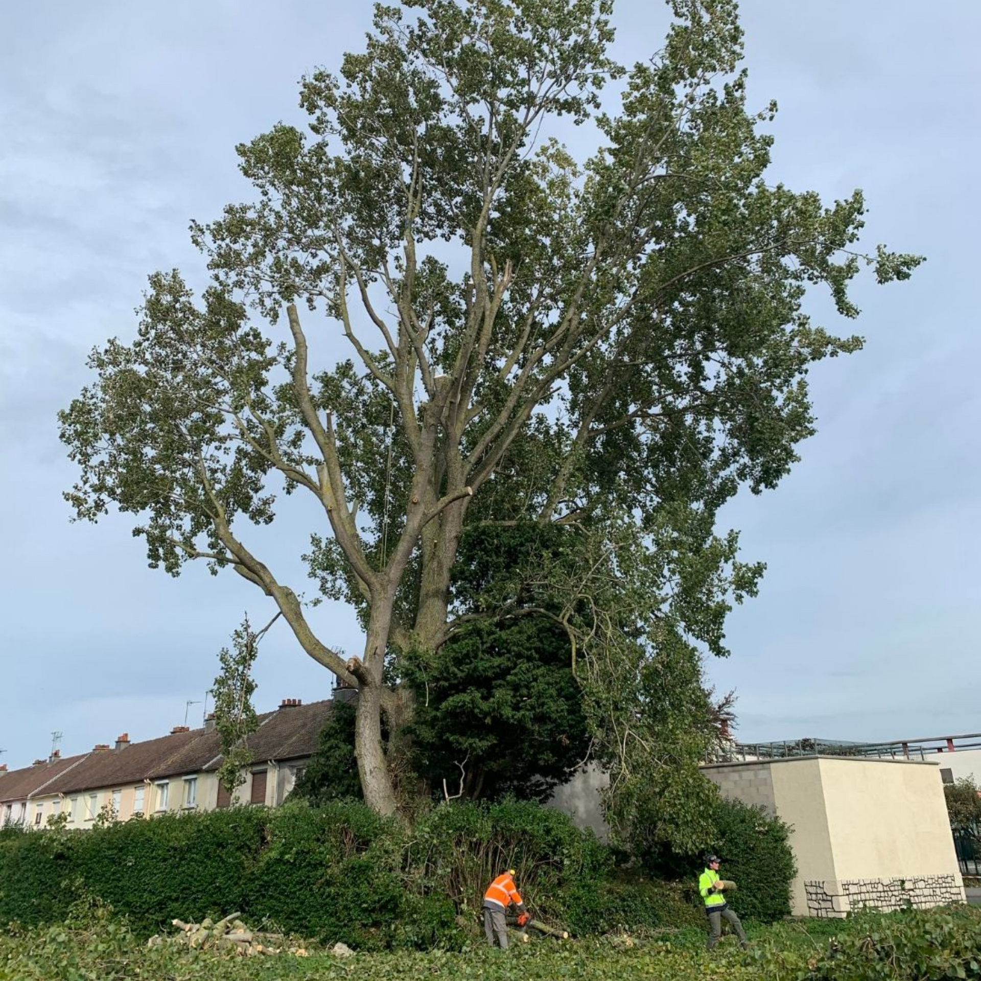 Deux personnes portant des gilets de sécurité élaguent un grand arbre, près de bâtiments, sous un ciel nuageux.