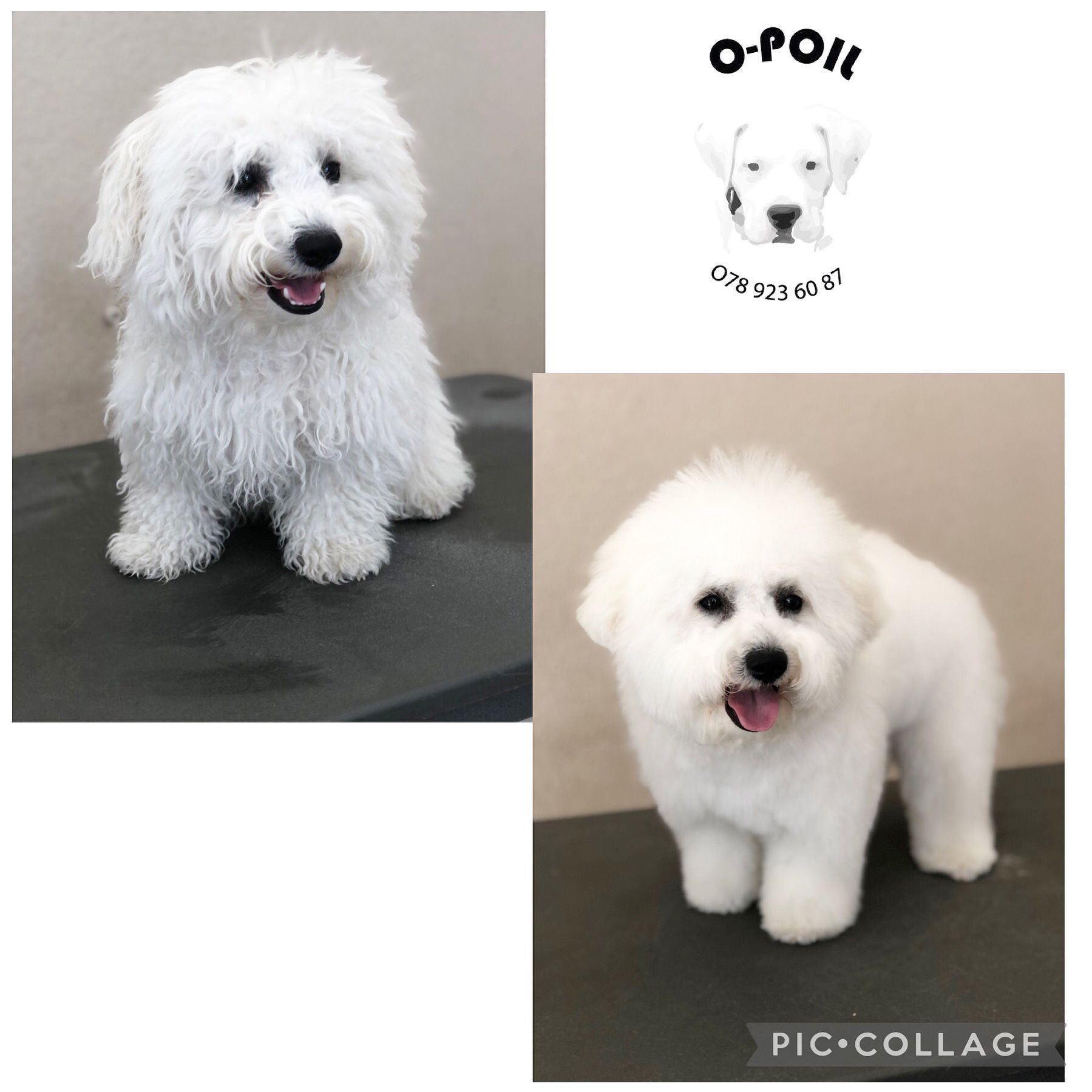 O-Poil