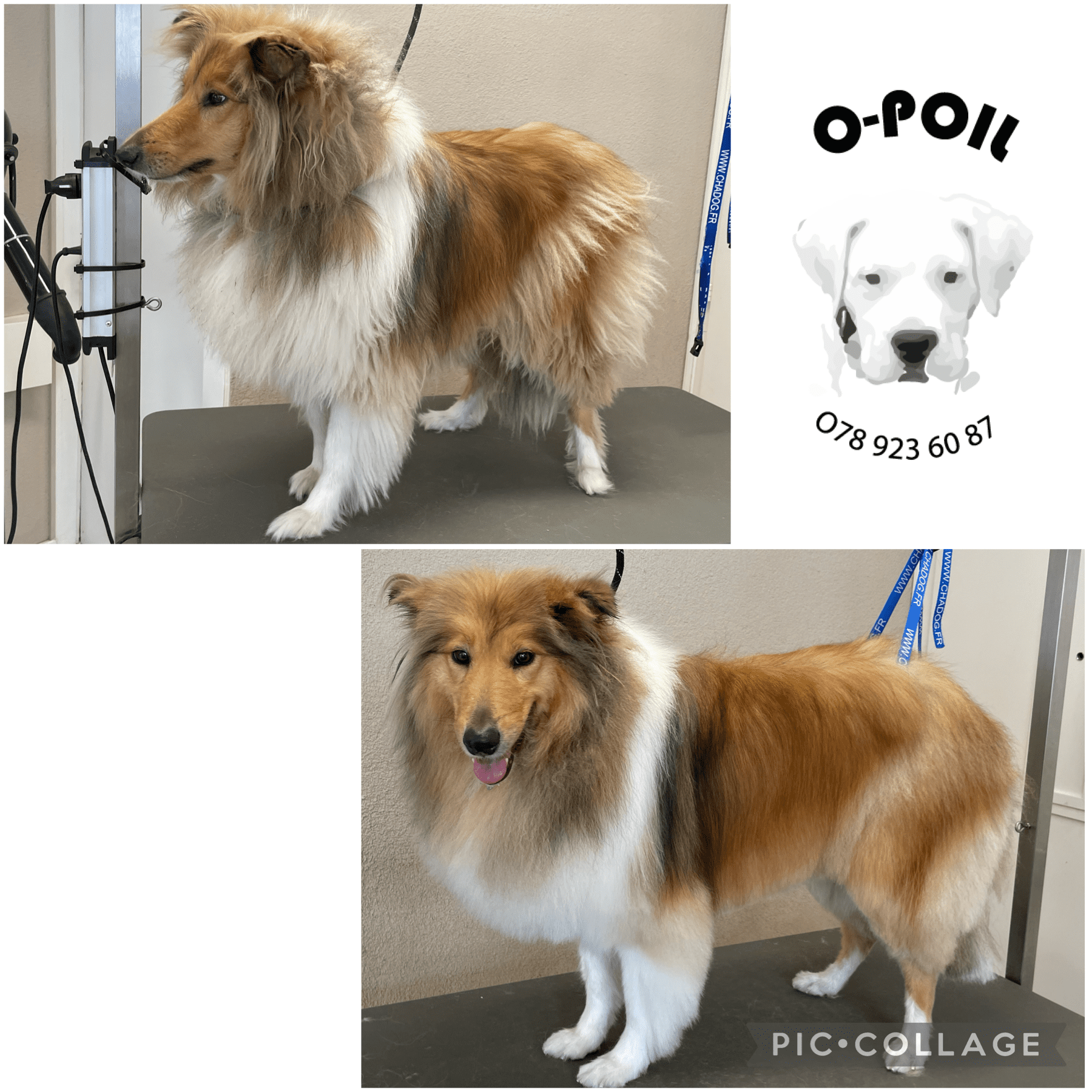 O-Poil
